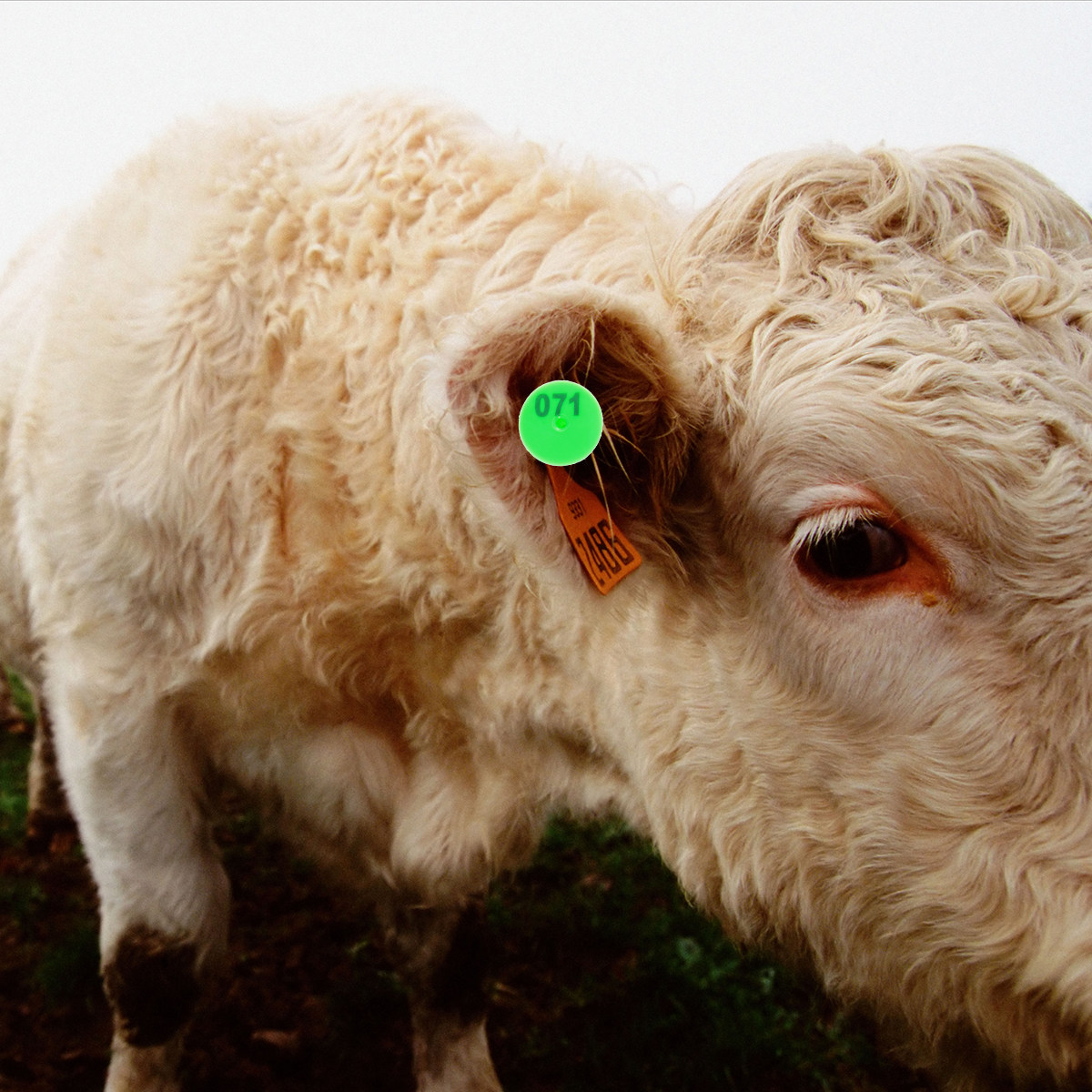 Livestock Ear Tag - 100 Etiquetas de Orelha Plásticas para