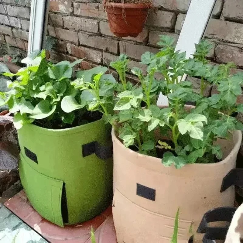 Planta de Feltro Crescer Sacos - Agriculture Vertical Farming avaliação e preço