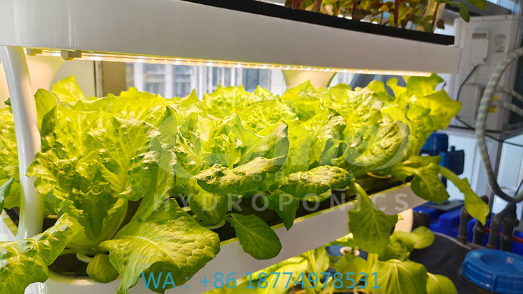 c Máquina agrícola para cultiv - Agriculture Vertical Farming avaliação e preço