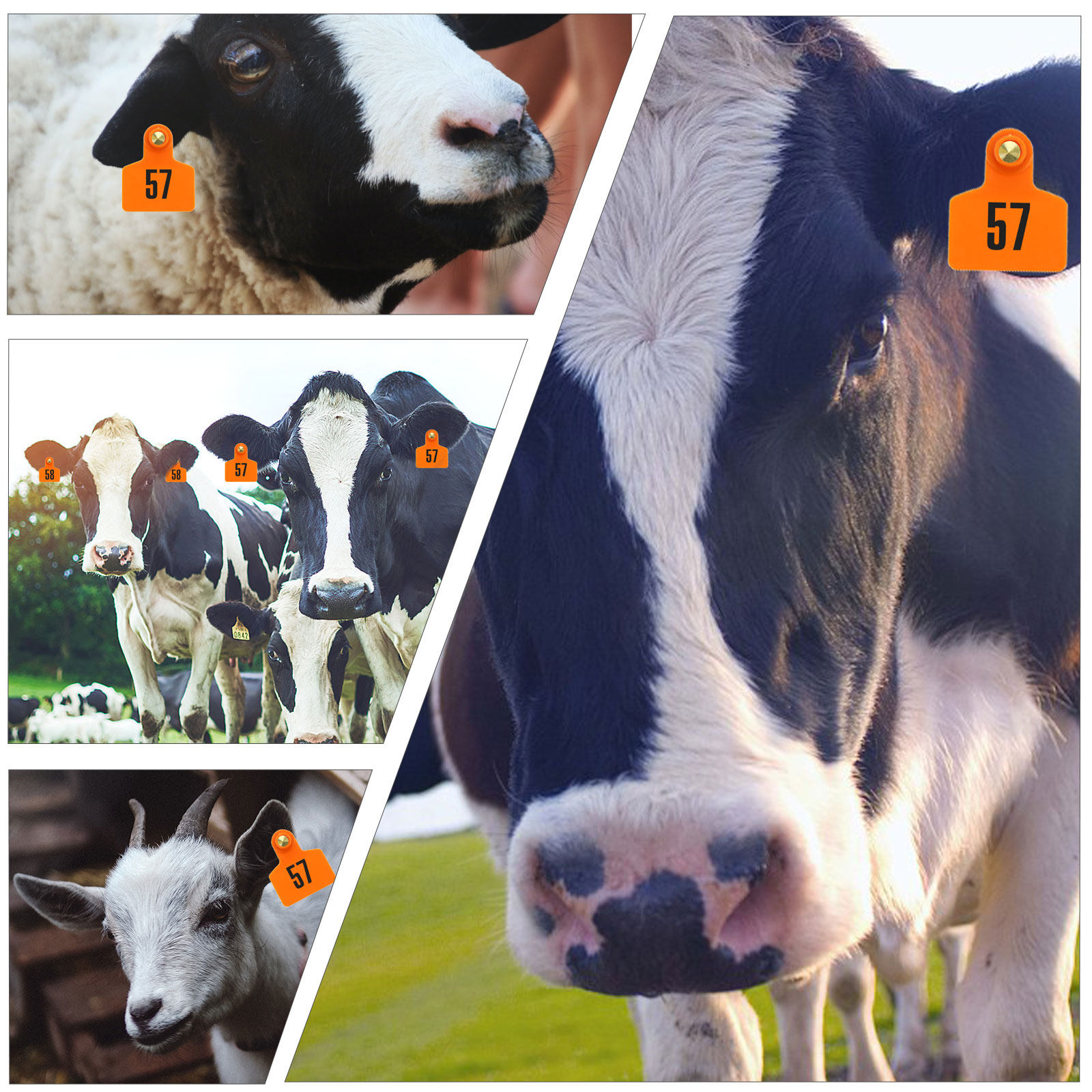 100 Peças de Etiquetas de Orel - Livestock Ear Tag avaliação e preço