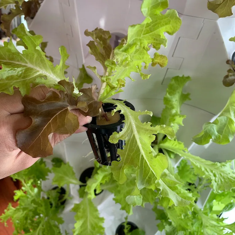 Estufas Agrícolas, Agricultura - Agriculture Vertical Farming avaliação e preço